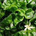 Spinach - Bubbly medium green leaves on vigorous plants. Tasty and crispy, buttery flavour for those summer spinach salads.Excellent fresh or cooked. - Click for more details!