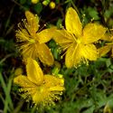 St. Johns Wort - Produces a perennial herb in masses of 1 to 2