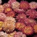 Strawflower - The picture shown is of the dried flower heads. The colour of dried flowers is much more vibrant. Very easy to grow bright, straw-like textured flowers on long sturdy stems, Colors range from red, orange, yellow and white. Truly amazing staying power as a cut or dried flower. Used extensively in decorating and crafts. To dry strawflower, cut flowers before its head is fully open and hang upside down in a cool dark airy room.
Surface sow in early Spring as seed requires light to germinate. - Click for more details!