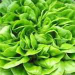 Lettuce Summer Bibb - Summer Bibb is a very quick growing variety with good heat resistance for Summer growing. Produces lightly bunched naturally blanched heads of very clean crisp and tasty green leaves dotted with season-long red spots. - Click for more details!