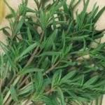 Savoury - Summer - This outdoors growing herb can withstand a light harvest after 5 to 6 weeks. Summer Savory is often used in recipes where Thyme and Sage are called for. Every great herb garden should have a patch. Bees adore the beautiful delicate flowers it produces if left to go to seed. - Click for more details!