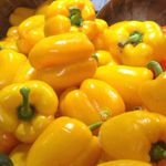 Peppers Yellow - Produces large 5 by 7-inch, sweet and crisp delicious bell peppers, that start green and ripen to a brilliant canary yellow. Great for fresh picking, jams, relishes and even pizza. - Click for more details!