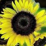 Sunflower - Superflora - Easy to grow. A delight for children and good for the garden as it attracts beneficial wildlife. Produces a flower stem at every node making it perfect for plentiful cut flowers and producing high oil content birdseed. Very sturdy in poor soil. - Click for more details!