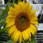 Sunflower - Astoundingly large seed heads characterize this variety. Truly mammoth flower heads that produce a wealth of seed. Use as a natural bird feeder or harvest the seeds yourself for roasting. Stake plants in windy locations as they are top-heavy once in flower. Enjoys full sun and ample water for an abundant crop. - Click for more details!