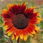 Sunflower - Autumn Beauty - A beautiful addition to your garden. It's a mix of vibrant reds and yellow flowers that are easy to grow. Produces a flower stem at every node making it perfect for plentiful cut flowers. Birds will flock to the flowers when the seeds are ripe, providing a natural bird feeder. Very sturdy in poor soil. Plant edible peas or sweet peas at the base of your sunflowers. The stalks and branches will serve as a place for the vines to cling to and create an attractive garden feature. - Click for more details!
