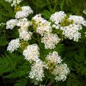 Sweet Cicely - The seeds require a period of chilling before germination. Sowing them in a damp paper towel in the fridge can encourage quicker germination.
An easy-care perennial with downy-haired, finely divided, fern-like leaves that have a mild Anise flavour. Great with carrots, cabbage and salad. Sweet Cicely is becoming more popular as a natural sweetener. Young shoots, leaves and seeds provide a naturally sweet taste. - Click for more details!