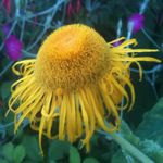 Sweet Oxe Eye - Clump-forming plant with large hairy heart-shaped aromatic leaves reminiscent of cane sugar. Attracts butterflies and beneficial insects with 3.5 in. bright yellow fuzzy flowers on 4 to 6 ft. upright stems. An easy-care standout that does well in moist areas and shade. - Click for more details!