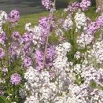 Sweet Rocket - A long-lived, easy to grow, early-blooming perennial. Sweet Rocket has been long loved for its intensely sweet-scented lilac purple or white blooms on single spikes. Perfect for adding scent to cut bouquets and attracting bees and other pollinators to the garden. Ideal for the back of beds and borders. These plants are very hardy and adaptable. Self-sows. - Click for more details!