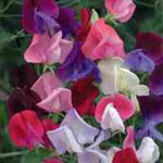 Sweet Peas - These sweet, sweet, Sweet Peas will bring you back to when you were a child and first noticed flowers could smell good. Produces spicy-sweet blooms in a wide range of colours. Plant in early Spring and cut often to encourage blooms all summer long. Perfect for confined spaces and does well in large pots. - Click for more details!