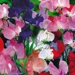 Sweet Peas - Magnificently scented flowers in a wide range of solid colours. This variety is great for covering walls and creating privacy screens as its vines can reach from 6 to 10ft. It is also cold hardy so it can be planted very early in Spring or as a fall flower in cold frames in places with mild winters. Sweet peas love to be picked and will keep producing when some of their flowers are collected regularly. - Click for more details!