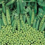 Peas - Tall Telephone - Heirloom (1885) These tall climbing Vines (6-8ft) produce lots of excellent late-ripening 3' pod with 6 - 8 peas each. Perfect for fresh eating or freezing. The crop produces continuously rather than all at once for prolonged harvests. Also known as Alderman Sweet Pea. Mildew resistant. - Click for more details!