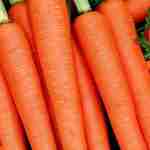 Carrot - Tender Sweet - This variety provides a very uniform crop of 8 to 10 inch, deep orange carrot whose colour doesn't fade when cooked or steamed. A very sweet and almost coreless carrot with crisp flesh and sweet flavour. - Click for more details!
