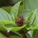 Basil - Thai Licorice - Thai basil has a licorice taste and clove-like scent. It produces small leaves on a purple stem and is delicious to the taste buds and the eyes. Flavourful fresh, dried or frozen in cubes. Hint: Use air temperature water rather than tap water for better production. Water seedlings far from stems (bottom watering highly recommended) especially when young. - Click for more details!