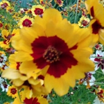 Coreopsis - Coreopsis tickseed was quite the show off this harvest. We recommend planting in a full sun location for the best results. Butterflies simply adore this as do the hummingbirds. A delicate addition to cut flower arrangements. Harvest when buds are just opening for longer-lasting vase time. - Click for more details!