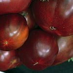 Black Russian Tomato - Produces medium to large (8-12 oz) tomatoes with a deep dark colour and a sweet, rich earthy flavour to match. - Click for more details!
