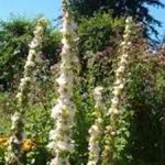 Verbascum - Clump forming plant producing tall and straight spires of flowers on stalks 2 - 4 ft. tall. Covered in a multitude of white flowers with fuzzy purple centre that resemble moths. Native to Europe and Asia it grows easily in very poor, well drained soils. Prefers full sun and will self sow. Verbascum is deer resistant, drought tolerant and a great focal point in bouquets and garden beds. Bees love this plant! - Click for more details!