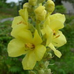 Verbascum - Bees and hummingbirds adore this supertall, long time bloomer. Easy care. Great backdrop or focal point. Similar in habit to Foxgloves but produces even taller, branching spires with bright golden yellow flowers, from mid-summer onwards. Forms a dense basil clump of gray-green, woolly felt-covered leaves, making it Drought Tolerant or Deer Resistant. - Click for more details!