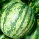 Watermelon - A watermelon is to know what the angels eat, Mark Twain proclaimed. This watermelon produces round striped fruit 6 to 8 inches across with bright red sweet flesh, thin rinds and small seeds. A good producer of fairly compact plants that can be grown on a trellis or on the ground. Melons require 7 to 9 hours of direct sunlight daily. They grow best when the soil temperature is 21 degrees or higher. Mulch, even moisture and warm soil is key to success.
- Click for more details!