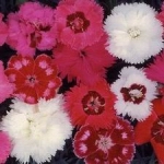 Sweet William - Very compact plants in red, pink and white in a variety of colour combinations that bring a cheery feel to any garden and bouquet.Scented! - Click for more details!