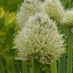 Onion - Welsh - Also known as Japanese bunching onion or scallion. This onion does not produce bulbs but instead clumps of large hollow leaves, up to 50 cm tall, and is cold hardy. A plentiful early option of using flowering chives or other onion greens in salad, sandwiches and other dishes. Provides white globe-shaped flowers in late Spring making it a desirable pest deterring companion plant. Deer resistant! - Click for more details!