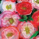 Poppy - Falling in Love Mix - This variety is aptly named. Falling in Love Mix. It is a striking mix of eye-catching beauty. These amazingly tough and pest resistant plants produce an abundance of flowers in white, soft pinks and reds in solid and bi-colours! Great for cutting.Grows 9 to 12 inch stems and flowers quick in colder climates. Tolerates poor soil. Long bloom period, self-sows and attracts butterflies. - Click for more details!