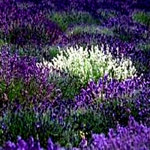 Lavender-Unique Spanish Mix - Produces an eye-catching mix of white and purple lavender. These are strong, frost tolerant compact plants that are stunning as a fresh bouquet or dry the stems & flowers for medicinal uses and potpourri. Lavender is recognized for its calming aroma-therapy effect making its oils and flowers highly sought after. Lavender is deer resistant, drought tolerant, aromatic and attracts beneficial insects that aid in a healthy garden. - Click for more details!