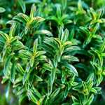 Savory - Winter - Attractive and edible. Use as a miniature shrub or border plant in rock gardens and herb beds. Produces tiny delicate white and pink flowers. Great for soups, stews, flavouring meats and for medicinal purposes. Plant in moist but well-drained soil in full sun. Provide plenty of moisture until well established. - Click for more details!
