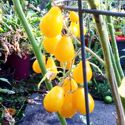 Yellow Pear Tomato - Indeterminate plants produce loads of sweet mellow flavoured 1.5 inch pear shaped yellow fruits. Great for fresh eating, salads,garnishes or for preserves. Get ready for a large tasty harvest. - Click for more details!