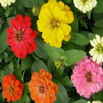 Zinnia - A tough plant and easy to grow. Producing a mix of single, semi and fully double flowers, in shades of pinks, scarlet, yellow, orange and cream, lavender and white. Perfect for middle placements in beds and superior in colours for cut flower arrangements. - Click for more details!