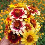 Zinnia - Elegance with colourful class. Best cut flower and a personal favourite. Zinnias slender stems and the bright green leaves boast 1 to 1.5-inch flowers, with jagged bands of intense colours of fiery yellows, oranges and reds and white. It creates a brilliant effect planted in rows or in masses in bed and borders. Excellent selection for fresh cut flowers until the last frost. You can't miss this faithful producer. Easy to Grow. - Click for more details!