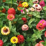 Zinnia - Pumila provides loads of huge, bright and cheery (2.5-3