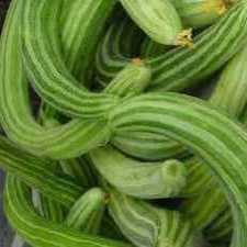 Cucumber - Armenian Painted Serpent