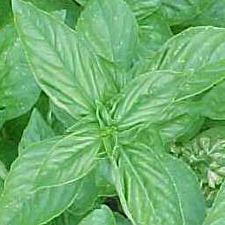 Basil - Lemon