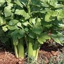 Celery