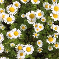 German Chamomile