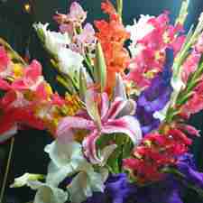 Gladiolus
