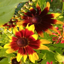 Gloriosa Daisy