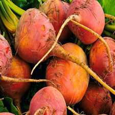 Beet - Golden