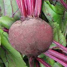 Beet - Green Top Bunching Beet