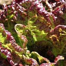 Lettuce
