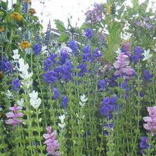Painted Sage