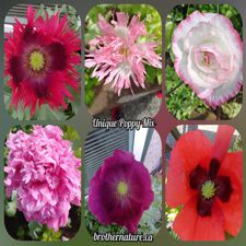 Poppy Mix
