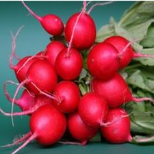 Radish - Cherry Belle