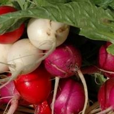 Radish Mix