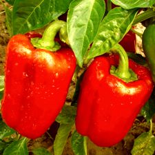 Peppers - Calfornia Wonder