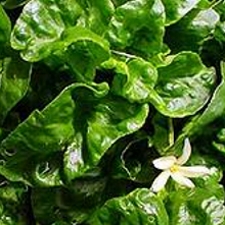 Spinach