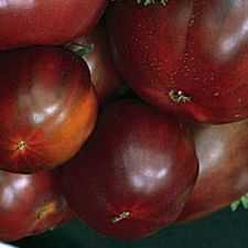 Black Russian Tomato