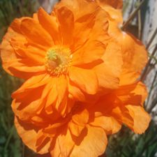 Poppy - Welsh